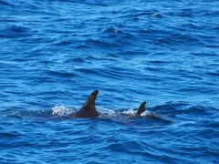 Grampus griseus
