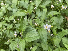 Solanum furcatum
