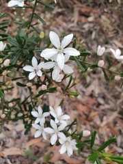 Philotheca hispidula