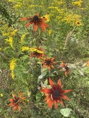 Rudbeckia