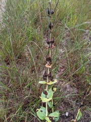Penstemon grandiflorus