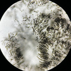 Delitschia perpusilla