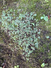 Marchantia polymorpha