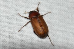 Phyllophaga