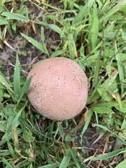 Calvatia