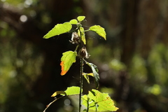 Hibiscus diversifolius