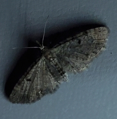 Eupithecia absinthiata
