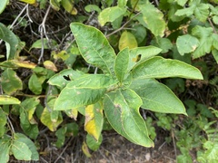 Oemleria cerasiformis