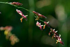 Sorghum halepense