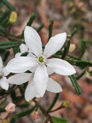 Philotheca hispidula