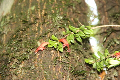Aeschynanthus