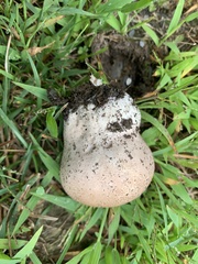 Calvatia