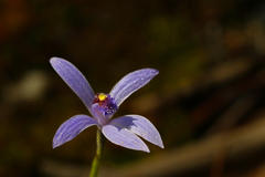 Pheladenia deformis