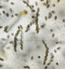 Delitschia perpusilla