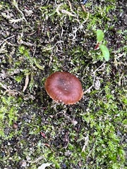 Deconica