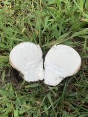 Calvatia
