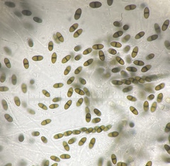 Delitschia perpusilla