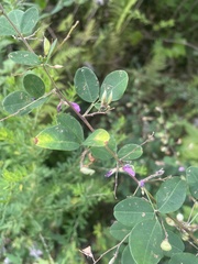 Lespedeza bicolor
