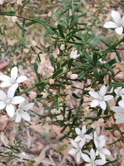 Philotheca hispidula