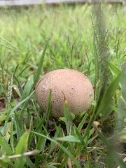 Calvatia