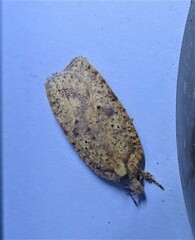 Agonopterix thelmae