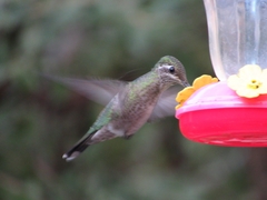 Eugenes fulgens