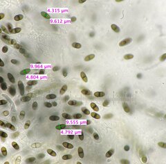 Delitschia perpusilla