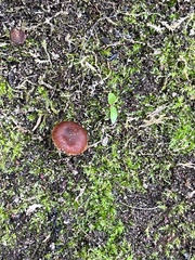 Deconica