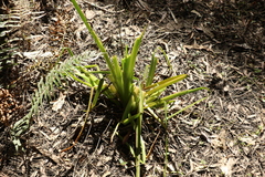 Philydrum lanuginosum