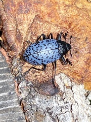 Cypherotylus californicus