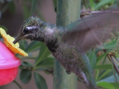 Eugenes fulgens