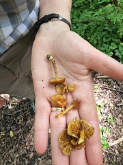 Phaeomarasmius proximans