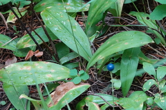 Clintonia uniflora