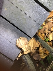 Bufo bankorensis