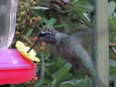 Eugenes fulgens