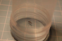 Aedes vexans