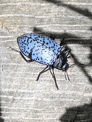 Cypherotylus californicus