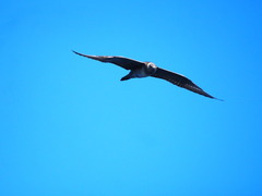 Stercorarius longicaudus