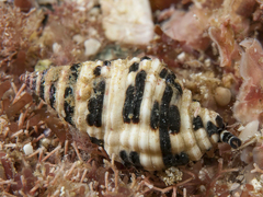 Engina lineata