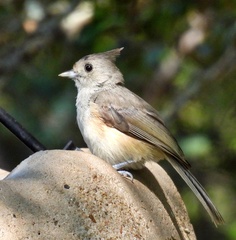 Baeolophus atricristatus