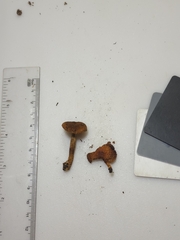 Phaeomarasmius proximans