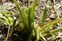 Philydrum lanuginosum