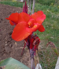Canna × generalis