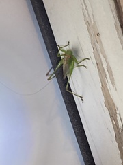 Conocephalini
