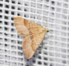 Anachloris subochraria