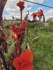 Canna × generalis