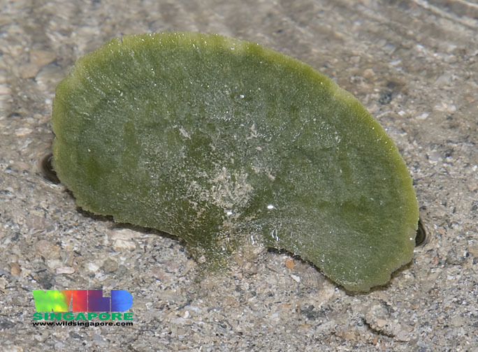 Avrainvillea erecta
