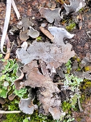Peltigera canina