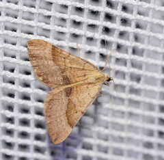 Anachloris subochraria