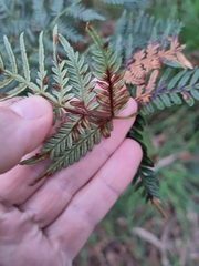 Pteridium esculentum